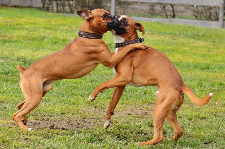 boxer-dogs-1321199_1280-1-768x509