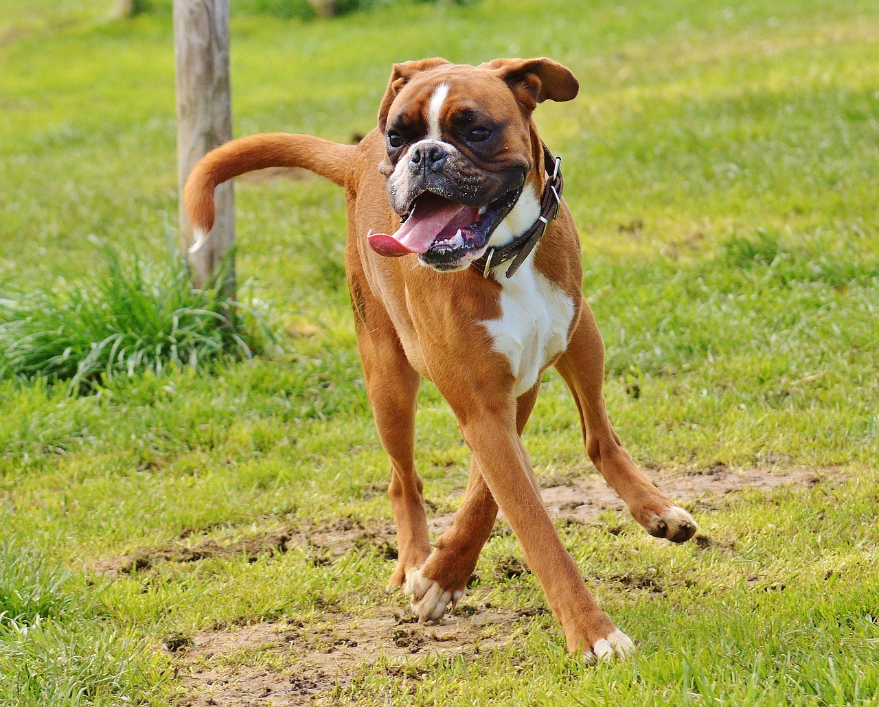 boxer dogs 1321216 1280 1