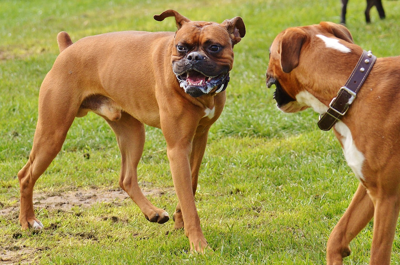 boxer dogs 1321217 1280 2