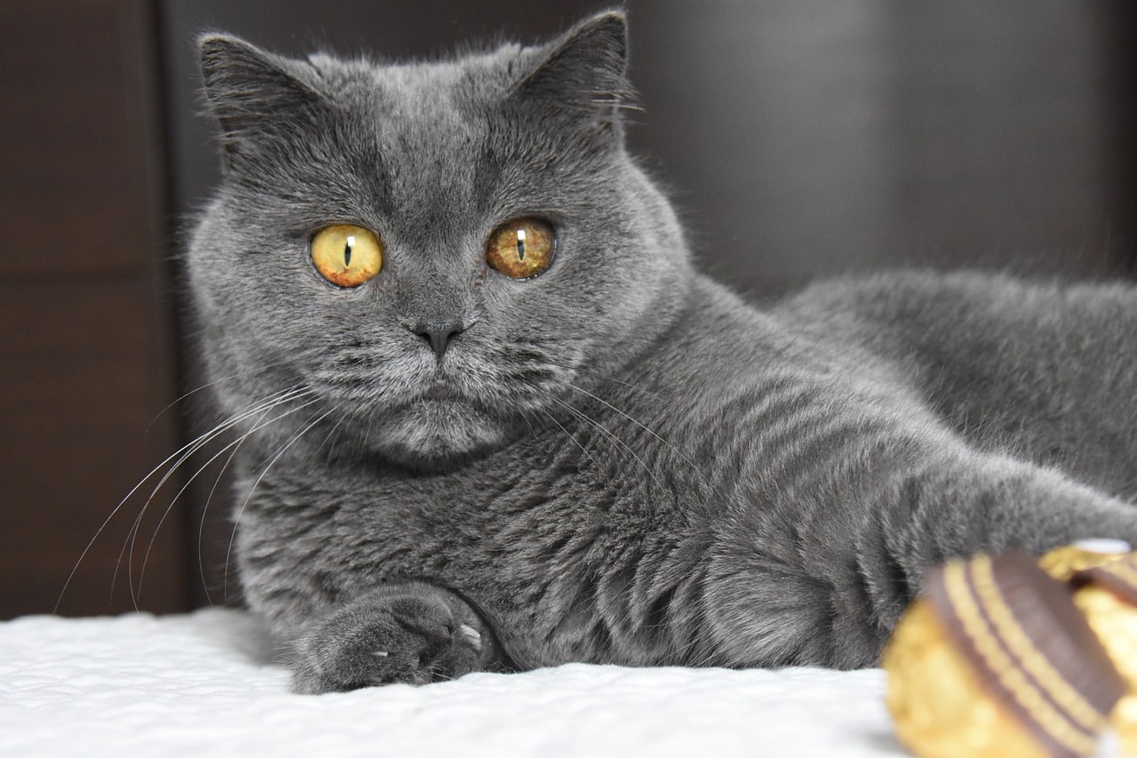 british shorthair 2477620 1280