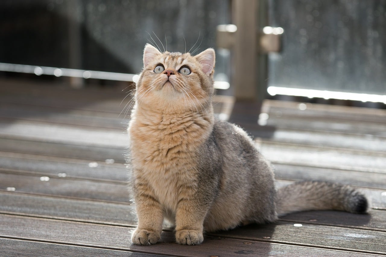 british shorthair 6815375 1280