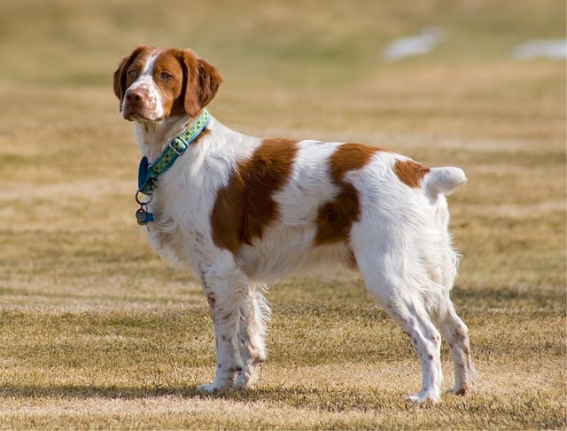 brittany spaniel 518261 640 1