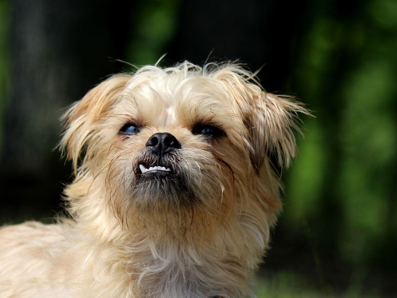 brussels griffon 215897 1280 1 1