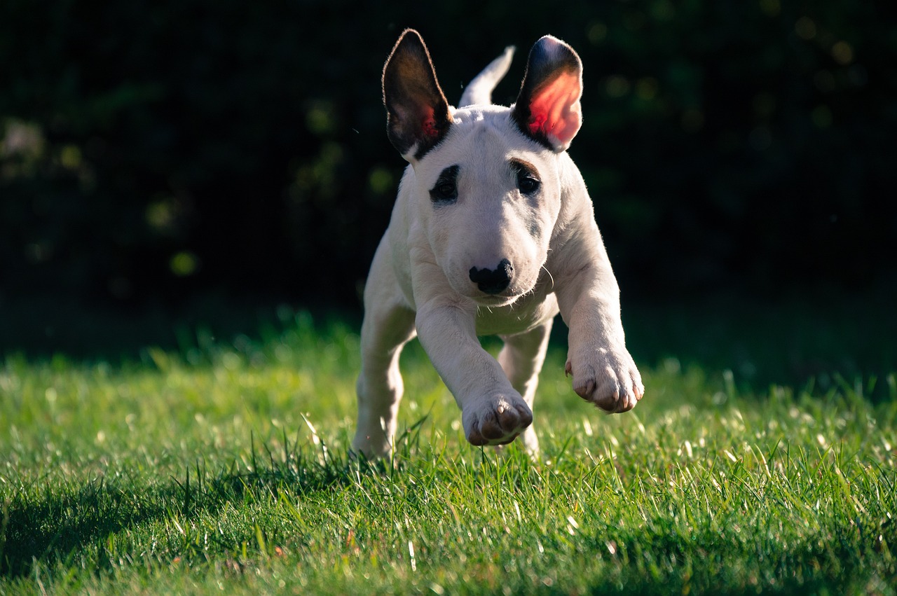 bull terrier 4932826 1280