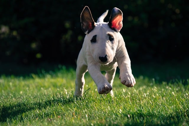 bull terrier 4932826 640