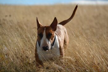 bull terrier 6655261 1280 1 350x233 1