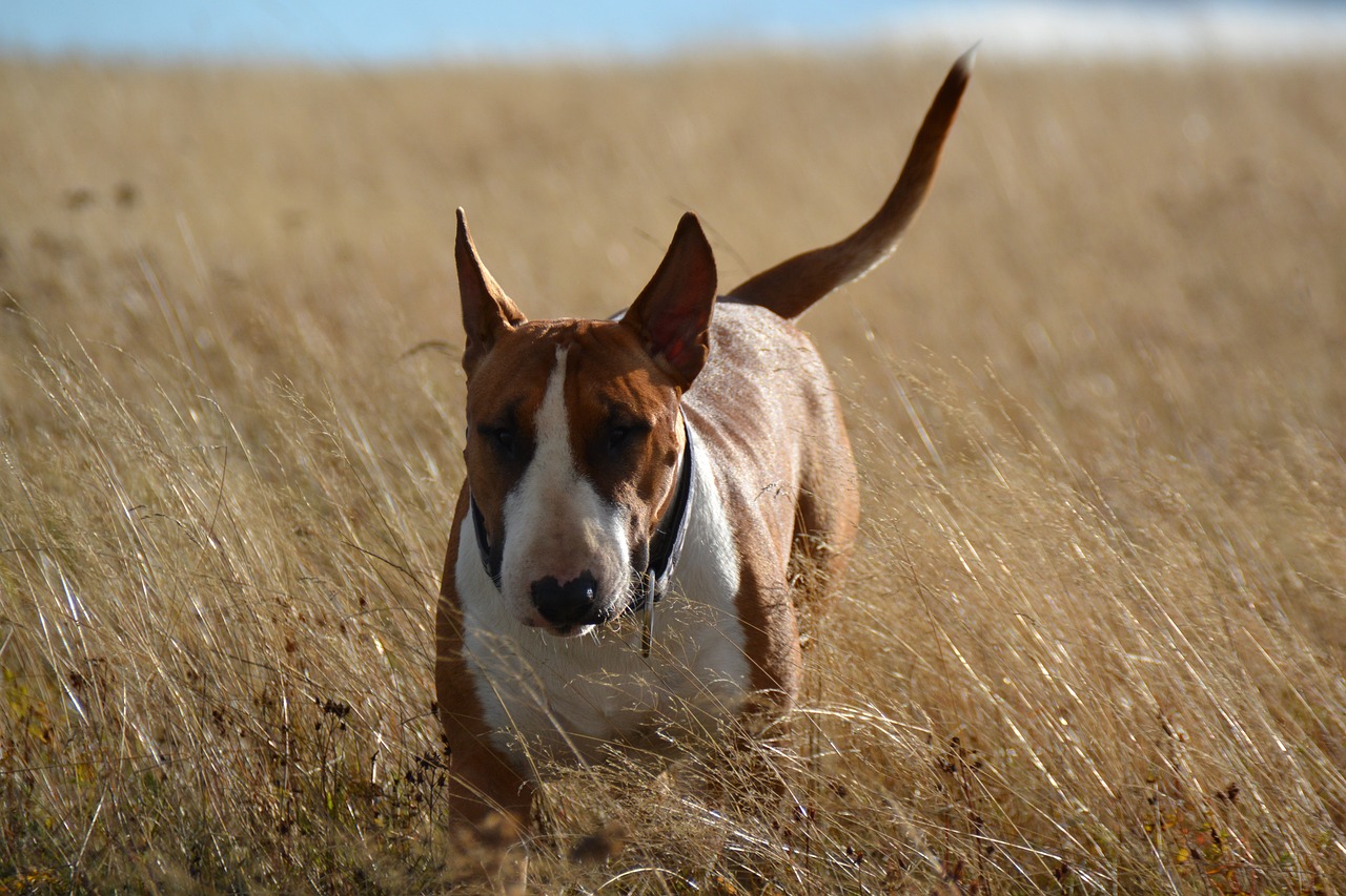 bull terrier 6655261 1280 1