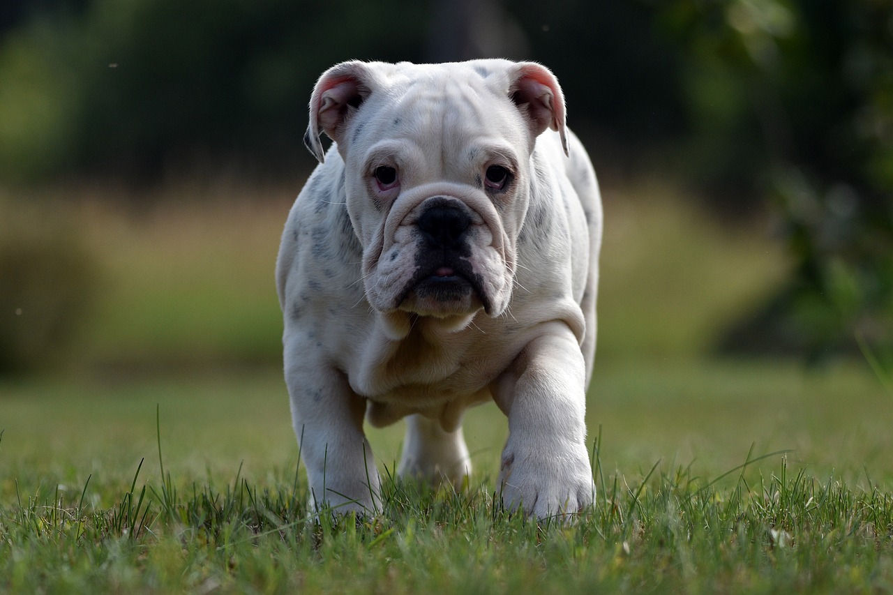 bulldog 6487009 1280