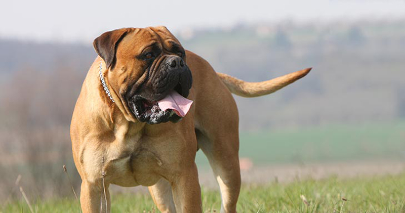 bullmastiff 1