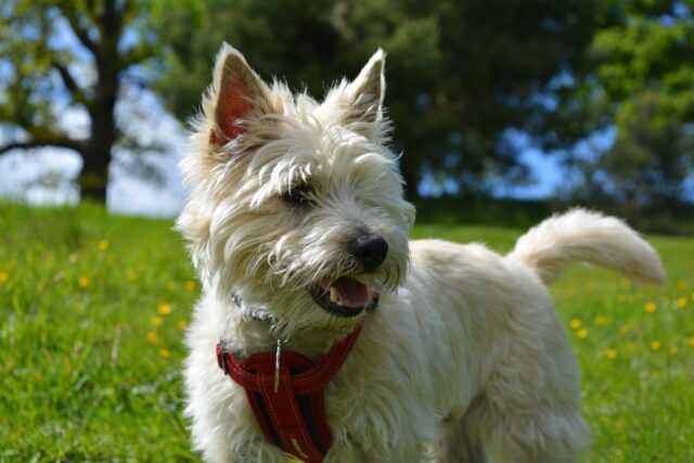 cairn terrier 1083165 1280 e1723705744366