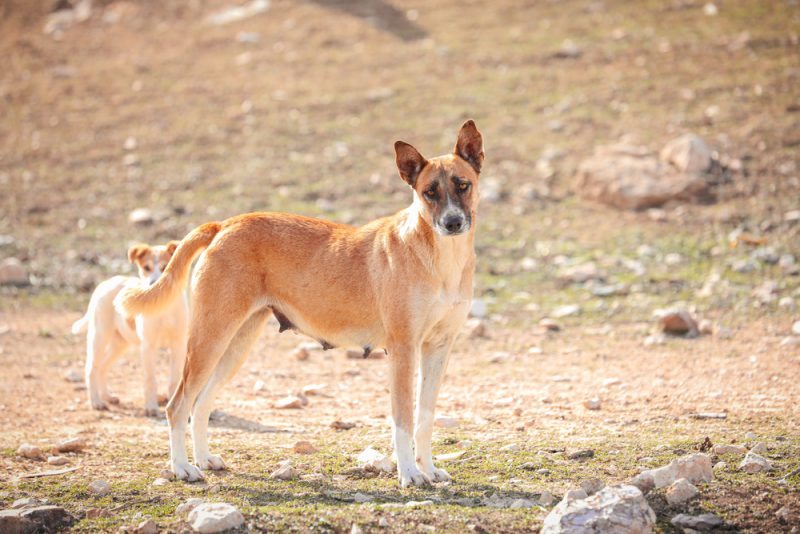 canaan dog standing outdoors