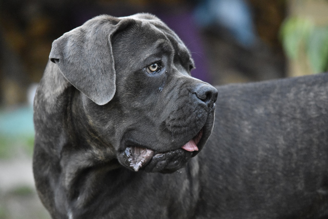 cane corso 3925859 1280 1