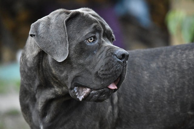 cane corso 3925859 640