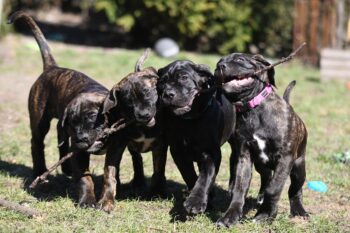 cane corso 6922966 1280 350x233 1