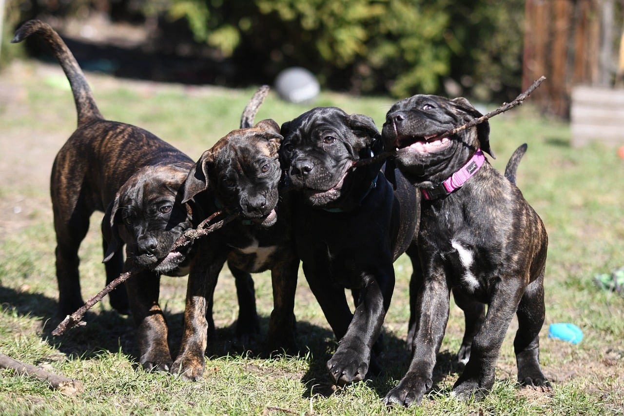 cane corso 6922966 1280