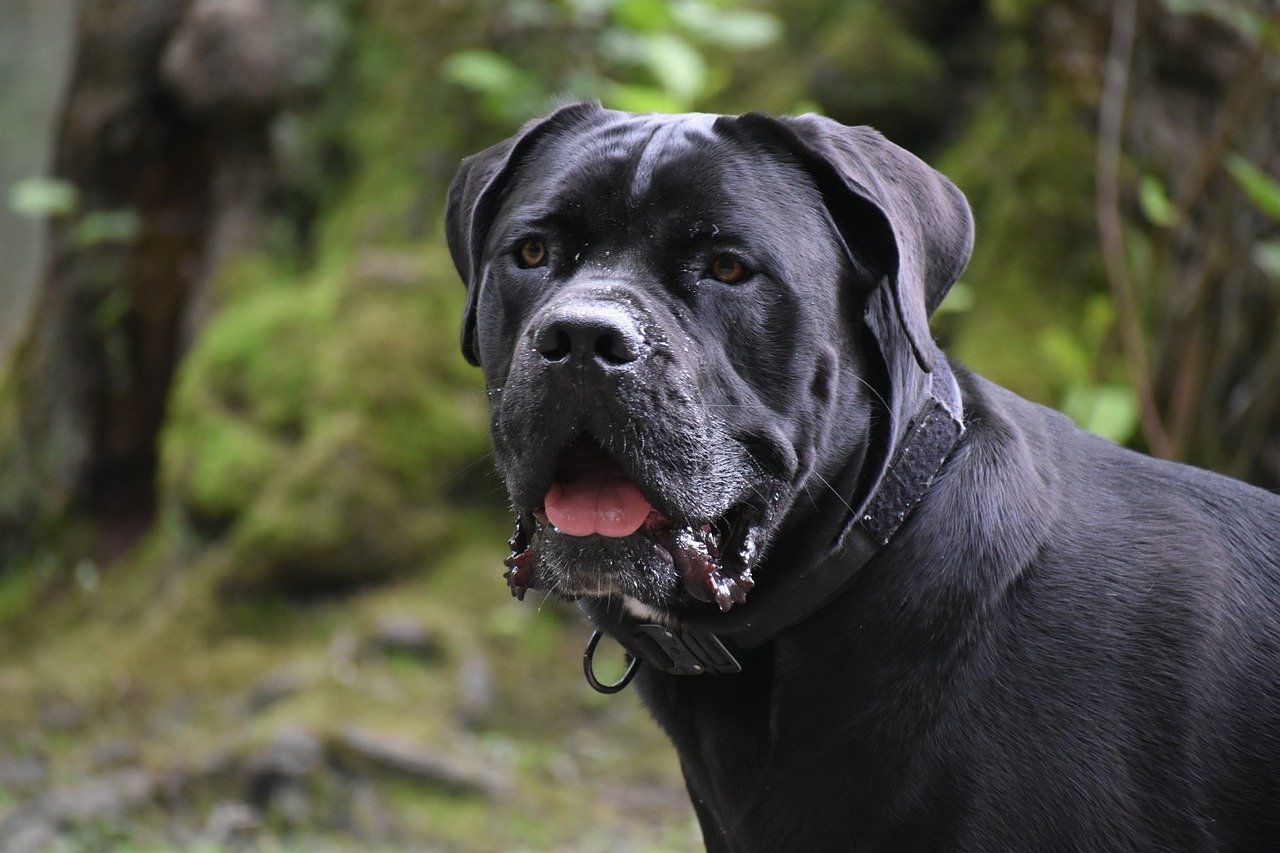 cane corso 8786701 1280 2