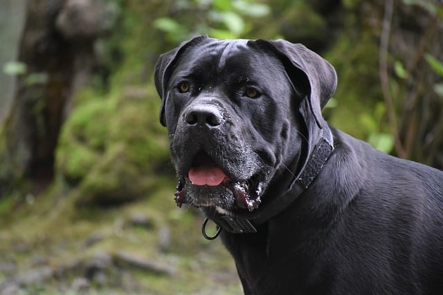 cane corso 8786701 640