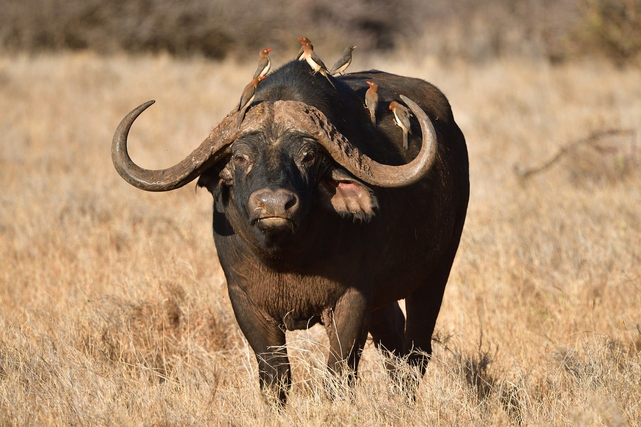 cape buffalo 7255007 1280