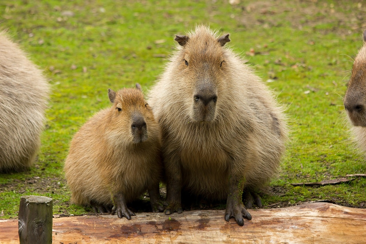 capybara 6091872 1280