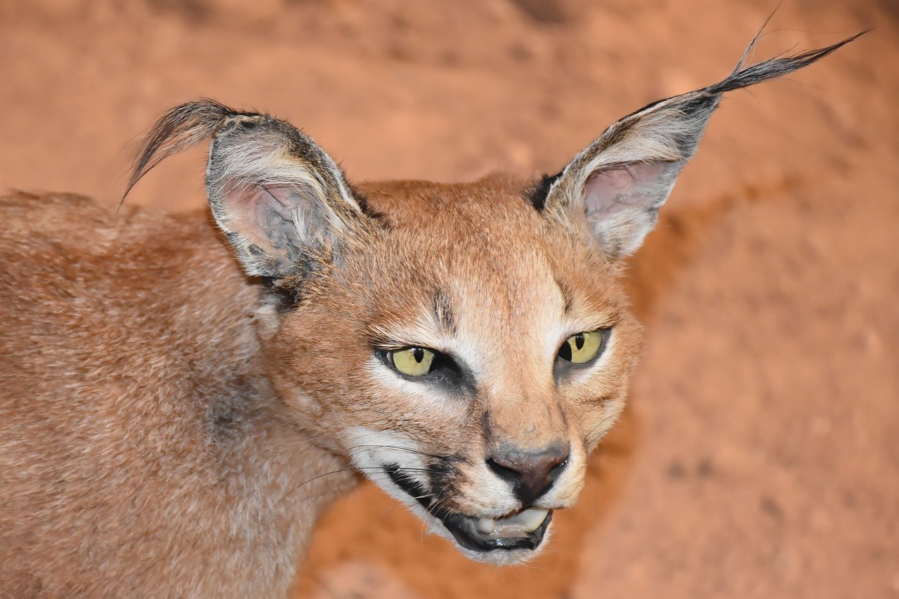 caracal 7651555 1280