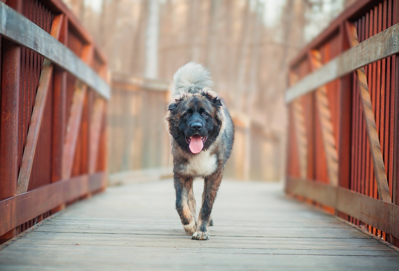 caucasian shepherd dog 6154868 1280 1