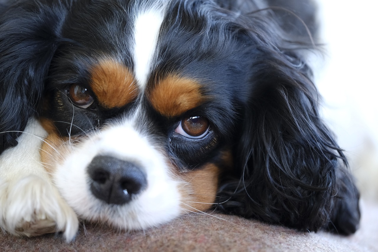 cavalier king charles 3524842 1280 1