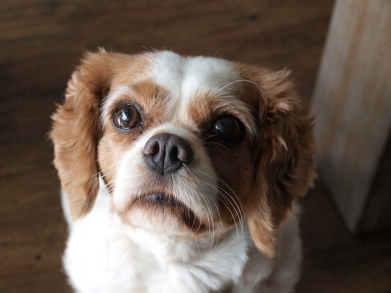 cavalier king charles spaniel 1569572 1280 1