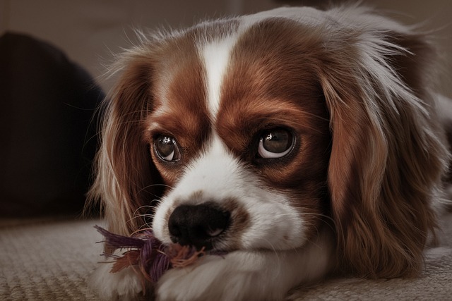 cavalier king charles spaniel 5951557 640