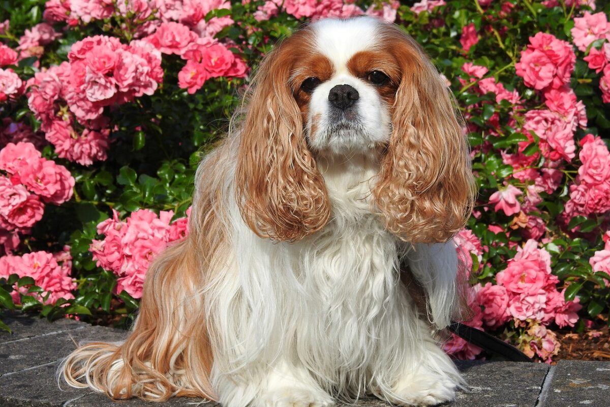 cavalier king charles spaniel 7287758 1280 2 e1727986395318