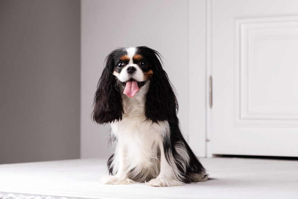 cavalier king charles spaniel dog sitting on the floor