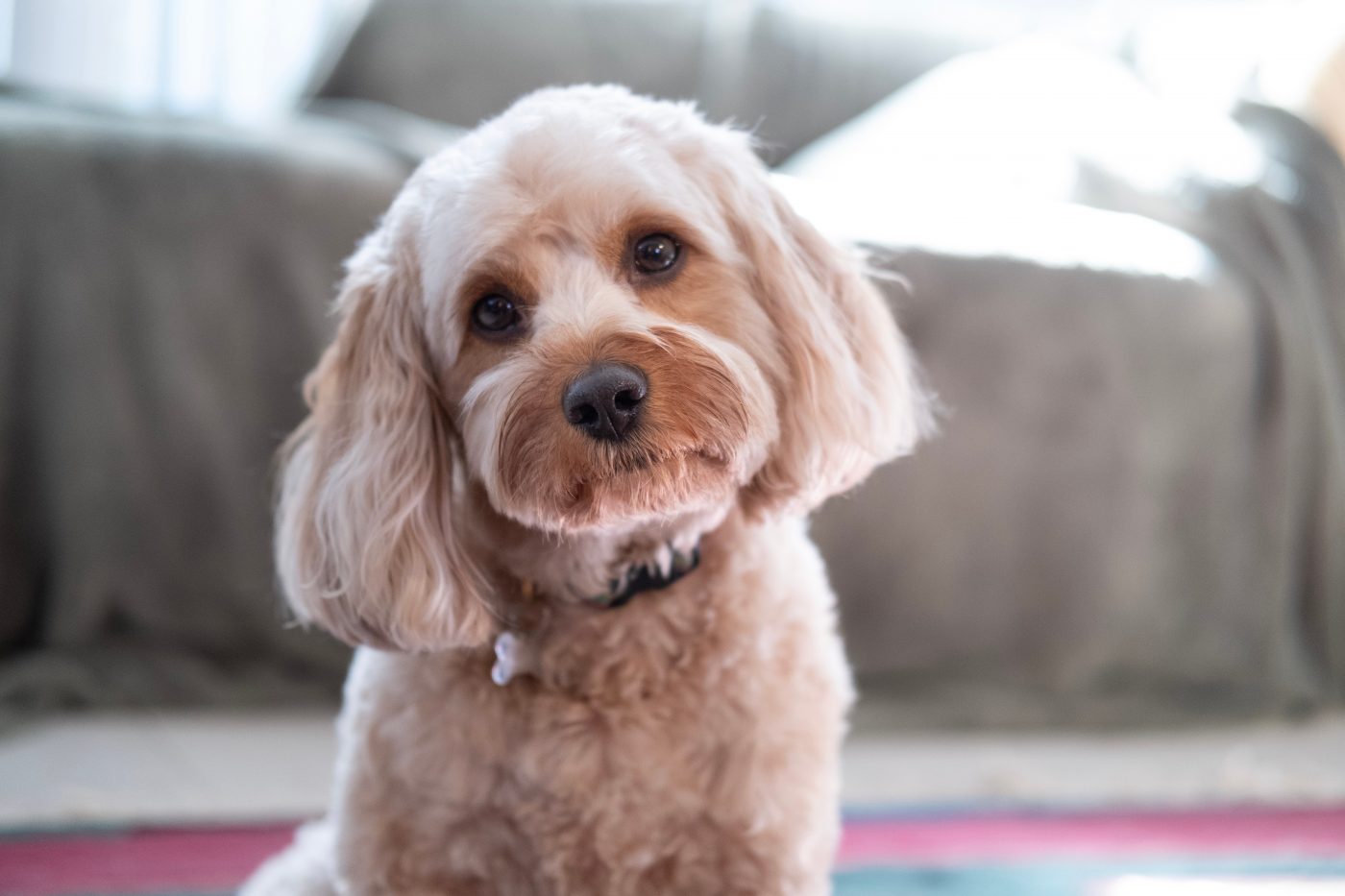 cavapoo4 1400x933 1