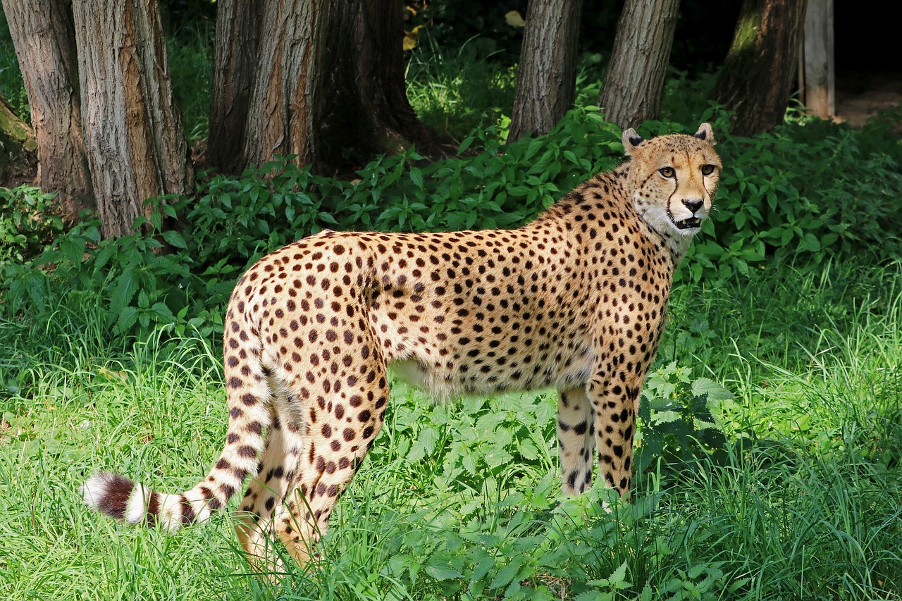 cheetah 2477275 1280