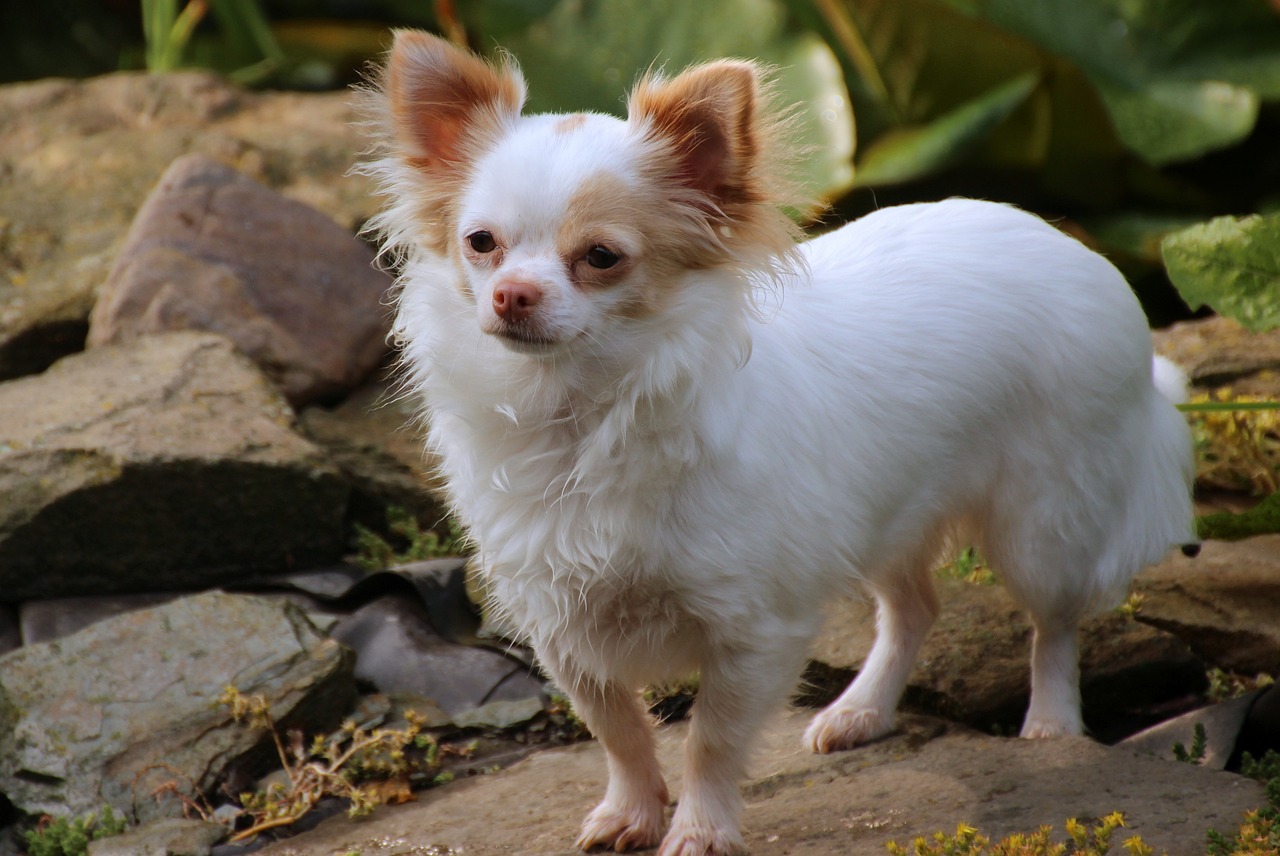 chihuahua 1120125 1280