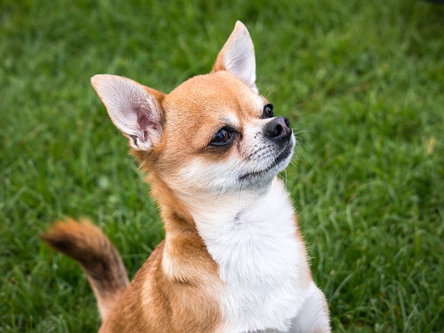 chihuahua 1356687 640