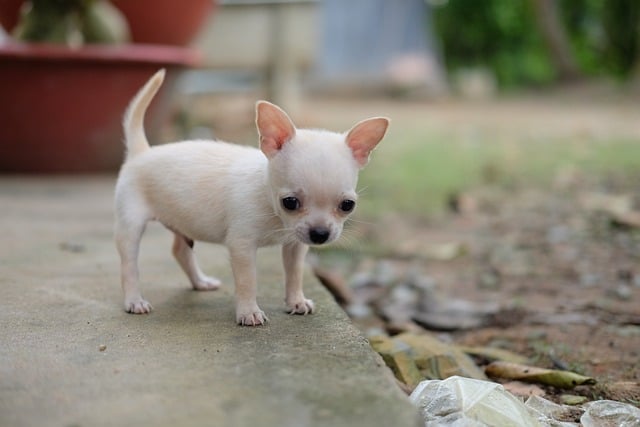 chihuahua 6654269 640