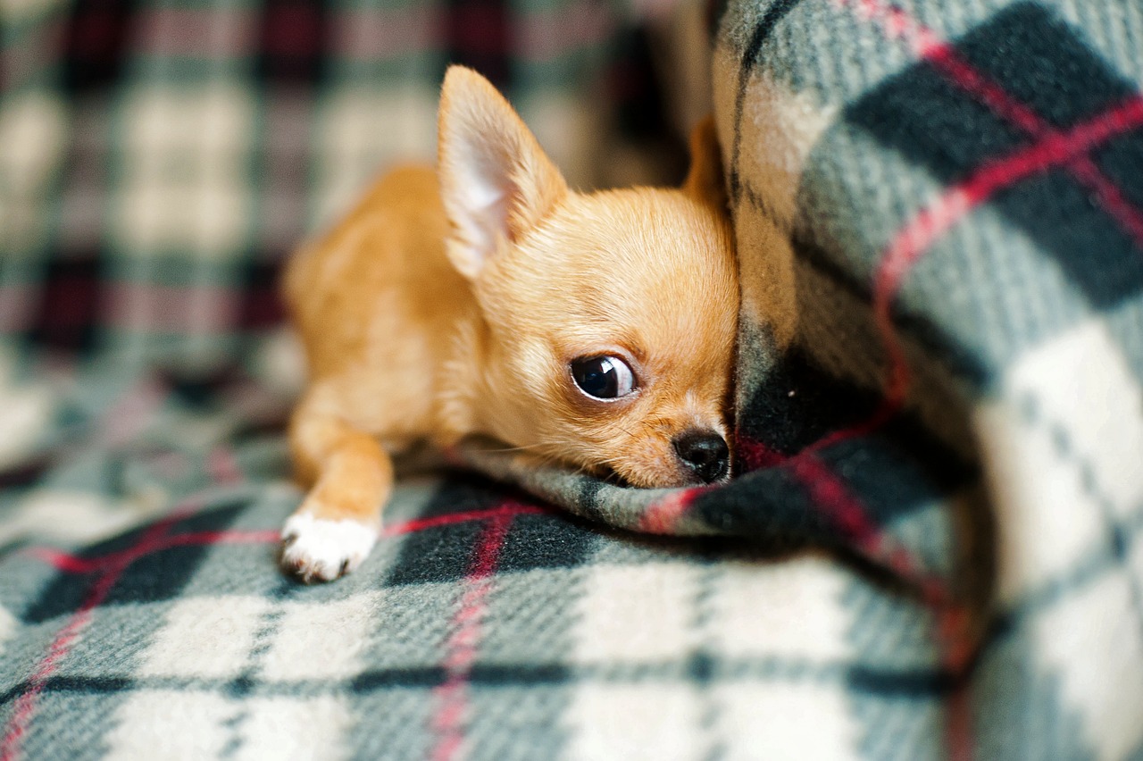 chihuahua puppy 958203 1280