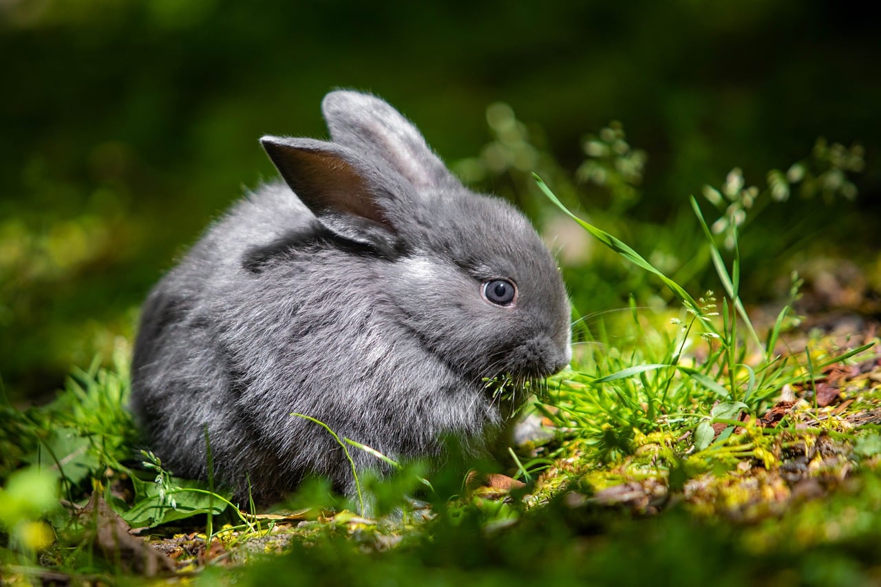 chinchilla rabbit 6231924 1280