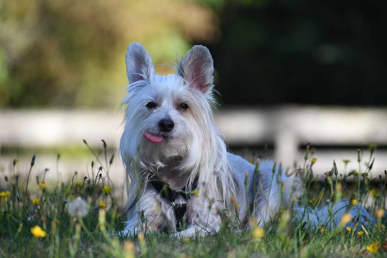 How Often Do I Take a Chinese Crested Pointer Outside to Pee?