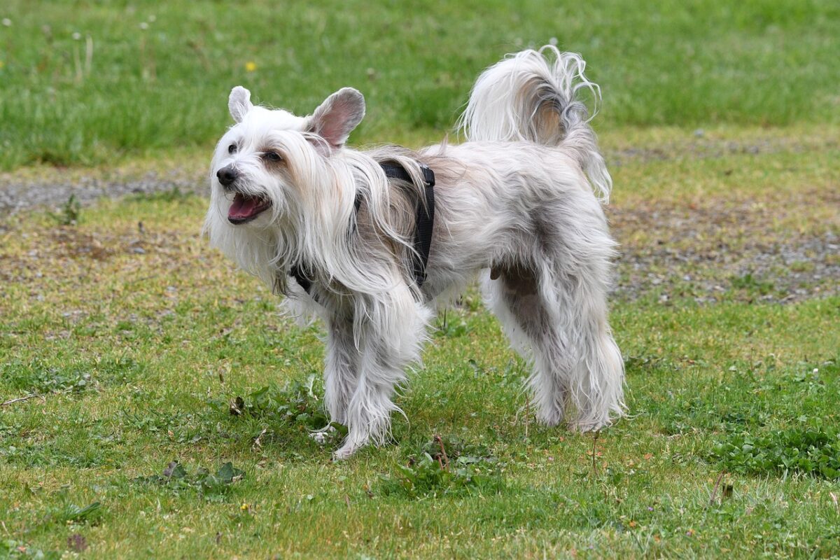 chinese crested dog 6350812 1280 3 e1728333752621