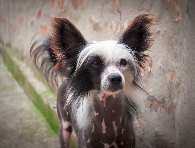 chinese crested puppy 3799578 640