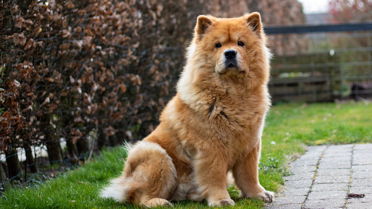 chow chow 7130445 1280 2