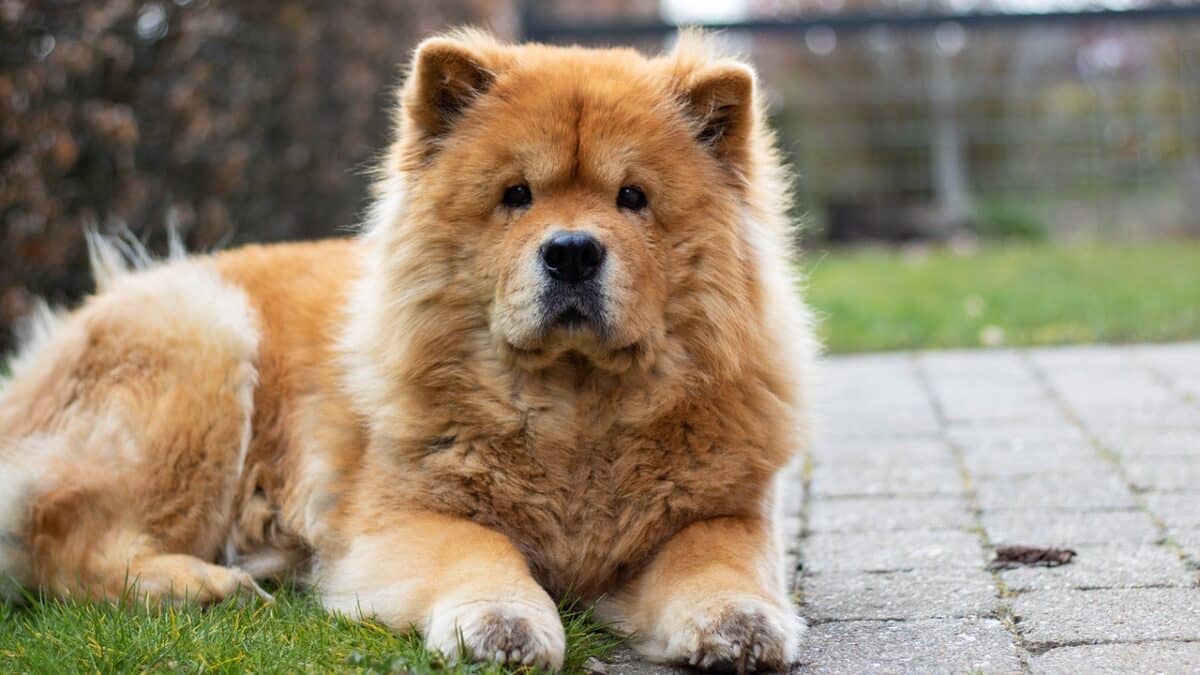 chow chow 7130446 1280 e1727194497750