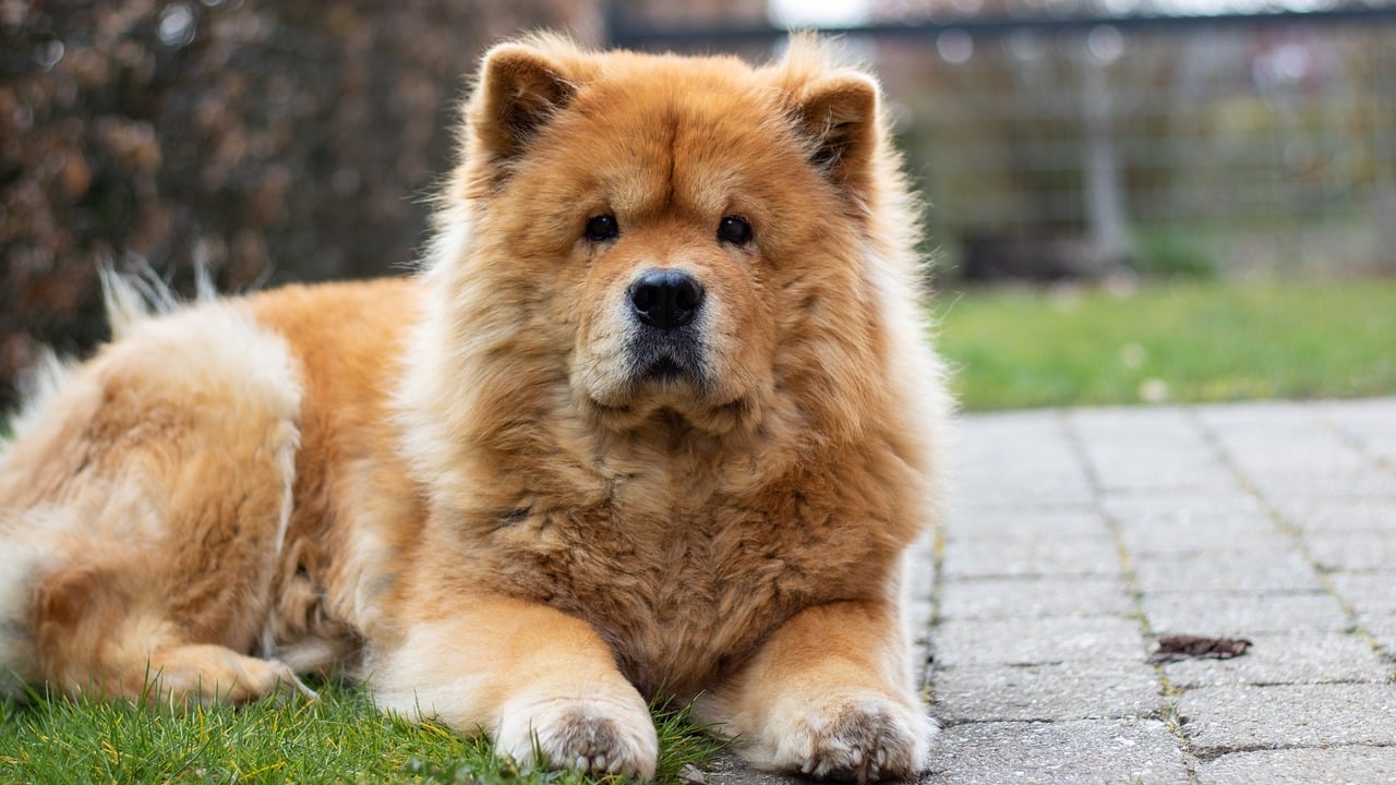 chow chow 7130446 1280