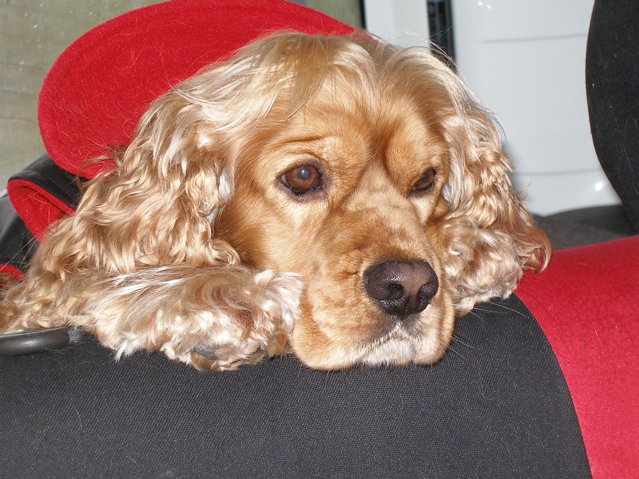 cocker spaniel 17769 1280