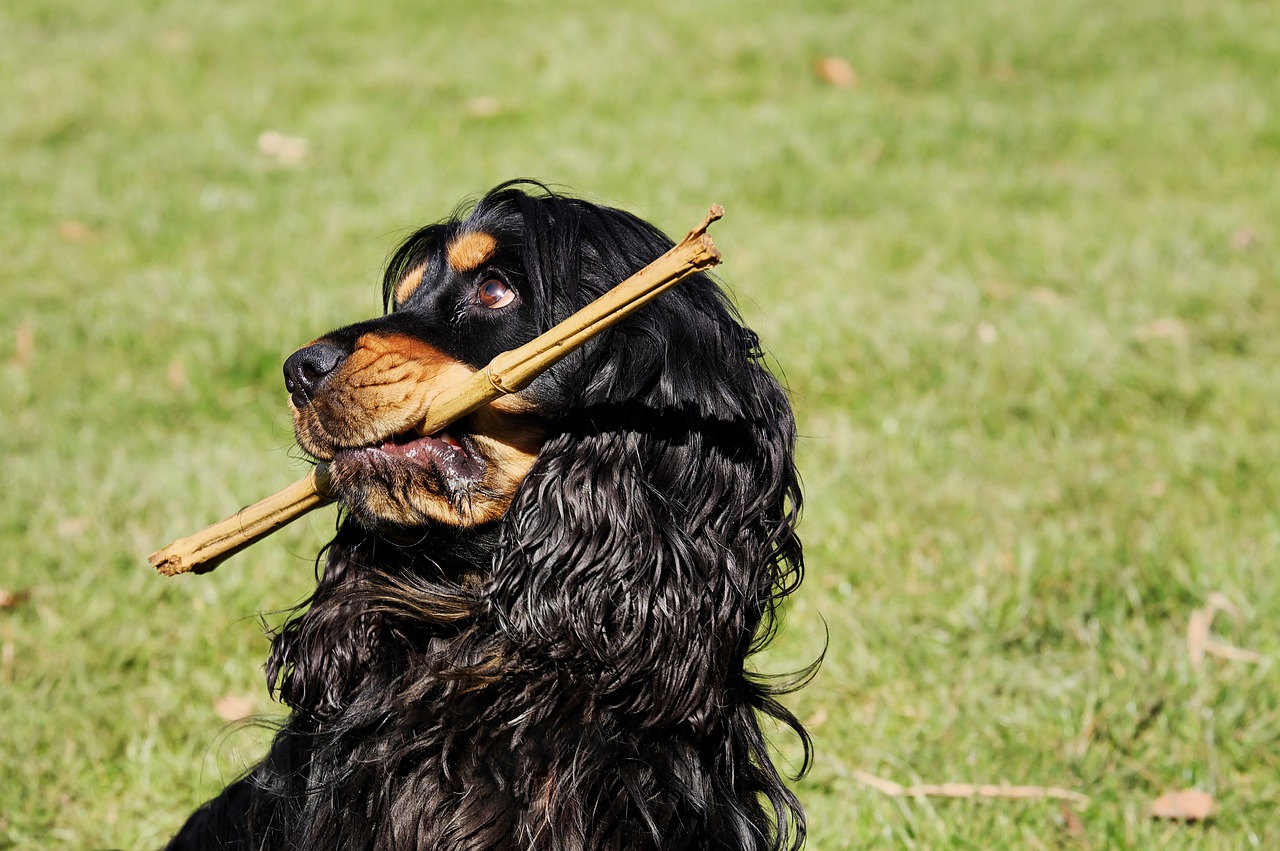 Cocker Spaniel dog