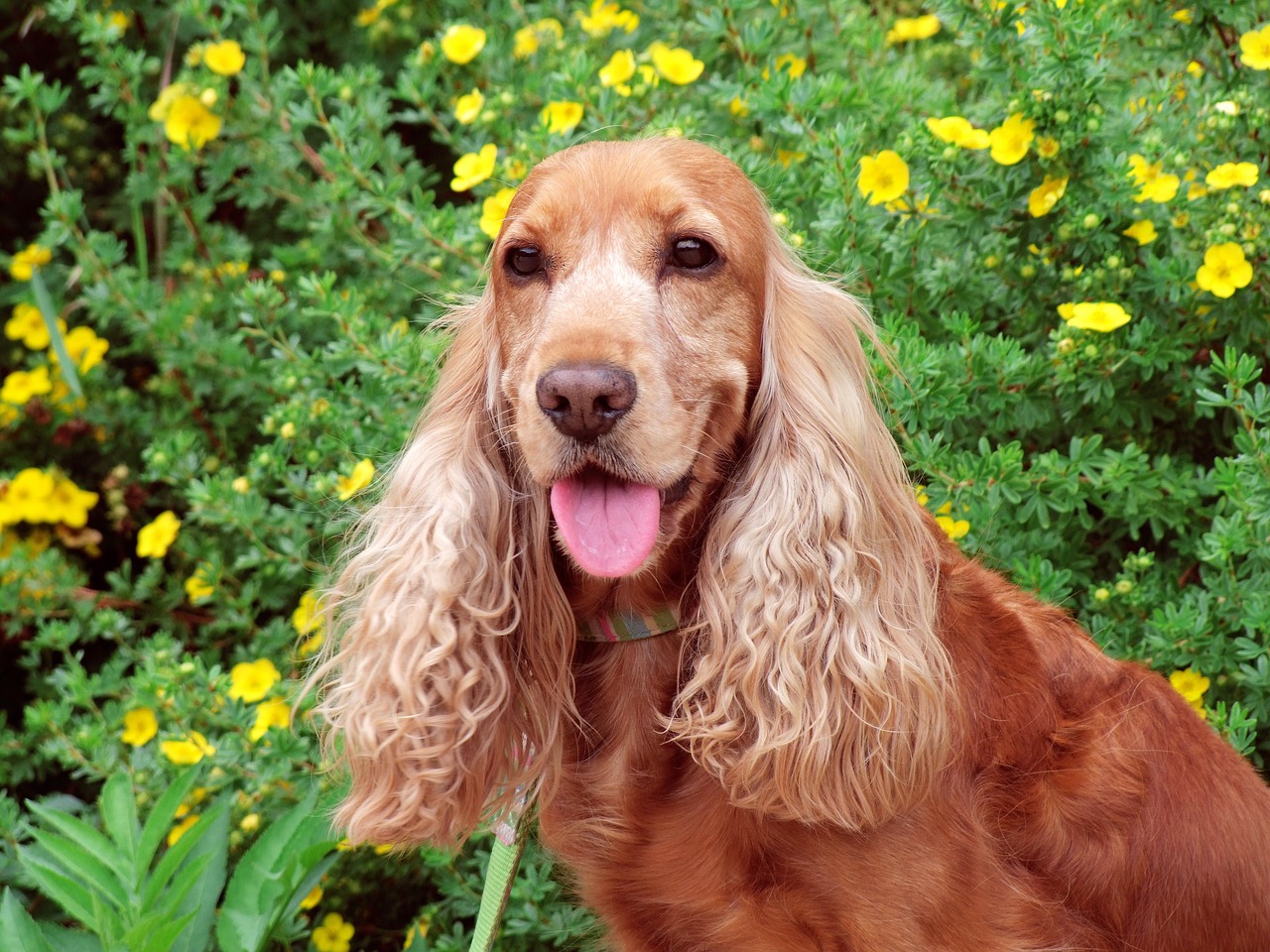 cocker spaniel 4958328 1280 7