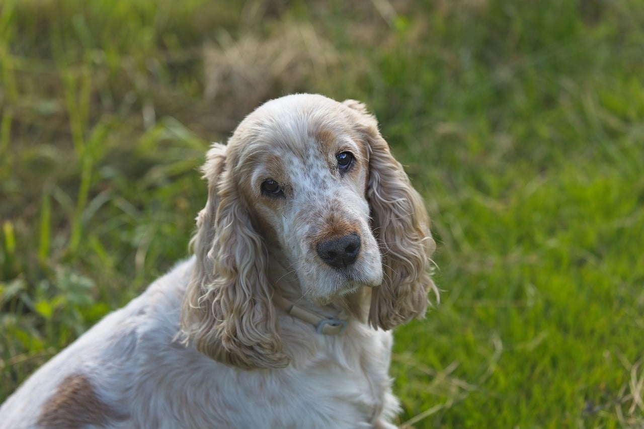 cocker spaniel 7444312 1280 1