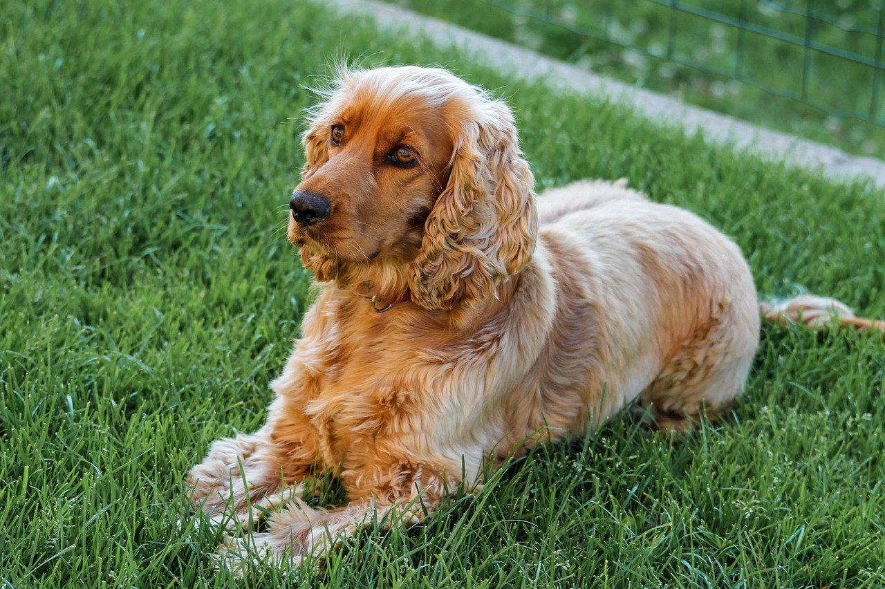 cocker spaniel 8700362 1280 1