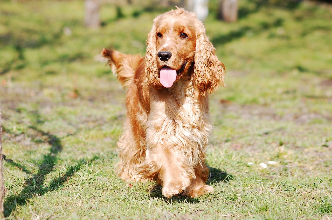 cocker spaniel english 2415289 1280 4