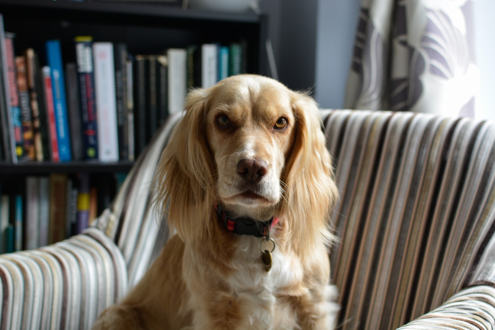 cocker-spaniel-sitting